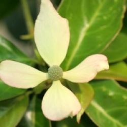 Cornus hongkongensis 'Gekou'  - Cornouiller � fleurs Gekou