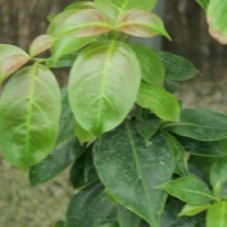 Cornus hongkongensis 'Gekou' 