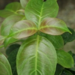Cornus hongkongensis 'Gekou' 