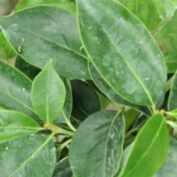 Cornus hongkongensis 'Gekou' 
