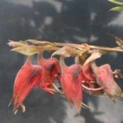 Melianthus pectinatus