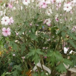 G�ranium de Mad�re � fleurs blanches