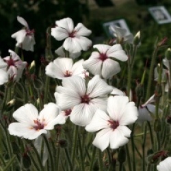Geranium maderense 'Guernsey White'