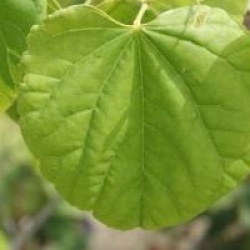Cercis canadensis 'Royal White' - Gaignier du Canada � fleurs blanches