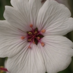 Geranium maderense 'Guernsey White'