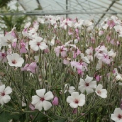Geranium maderense 'Guernsey White'