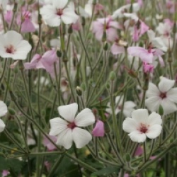Geranium maderense 'Guernsey White'