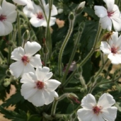 Geranium maderense 'Guernsey White'