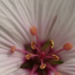 Geranium maderense 'Guernsey White'