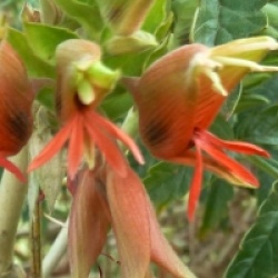 Melianthus comosus - Melianthus comosus