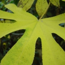 Kalopanax septemlobus 'Maximowiczii' - Kalopanax septemlobus 'Maximowiczii'