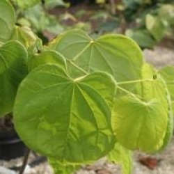 Cercis canadensis 'Royal White'