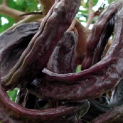 Ceratonia siliqua