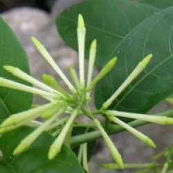 Cestrum nocturnum