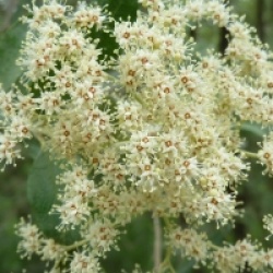 Buddleja saligna - Buddleia saligna