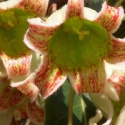 Brachychiton populneus - Brachychiton populneus