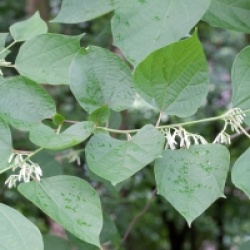 Alangium chinense - Alangium chinense