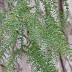 Taiwania cryptomerioides 