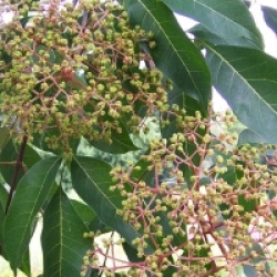 Tetradium danielli hupehensis