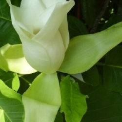 Magnolia macrophylla subsp. ashei