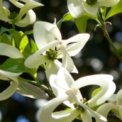Cornus florida 'Urbiniana' - Cornus florida 'Urbiniana'