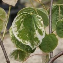 Cercis canadensis 'Silver Cloud'