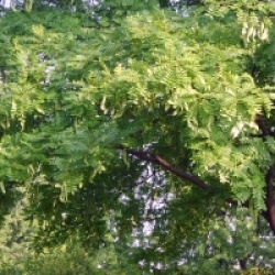 Gleditsia japonica - Gleditsia japonica