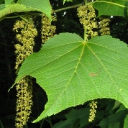 Acer nipponicum