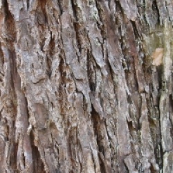 Choerospondias axillaris