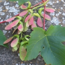 Acer pseudoplatanus  - �rable sycomore