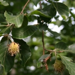 Fagus orientalis