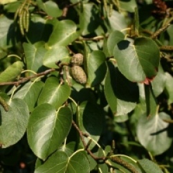 Alnus cordata