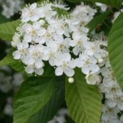 Sorbus alnifolia - Sorbus alnifolia