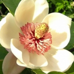 Magnolia wieseneri