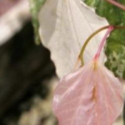 Cercis canadensis 'Silver Cloud'