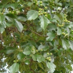 Crataegus grignonensis - Aub�pine de Grignon 