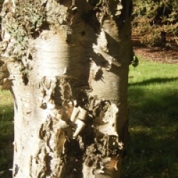 Betula ermanii 'Holland'