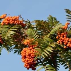 Sorbus scalaris
