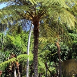 Foug�re arborescente du Queensland