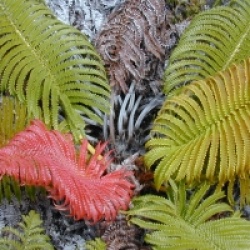 Sadleria cyatheoides - Sadleria cyatheoides