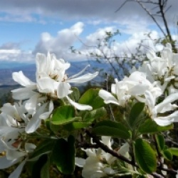 Amelanchier ovalis