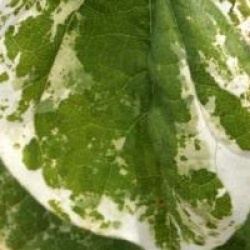 Gainier du Canada Silver Cloud