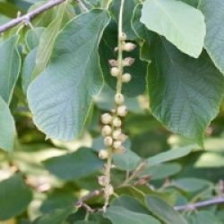 Sinowilsonia henryi  - Sinowilsonia henryi 