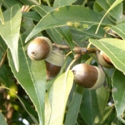 Quercus myrsinifolia