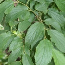 Celtis australis