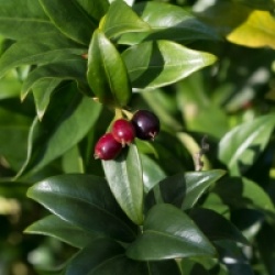 Sarcococca hookeriana var. humilis 