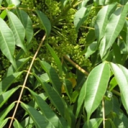Rhus succedanea