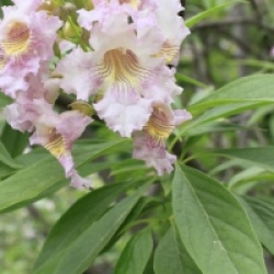 Chitalpa Tashkentensis Pink Dawn