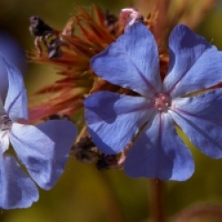 Ceratostigma willmottianum - Plumbago arbustif