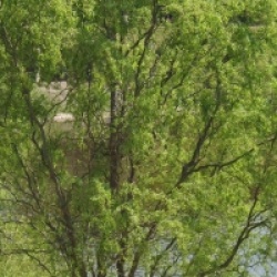 Salix matsudana 'Tortuosa'